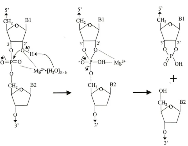 Figure 8:  Réaction de transestérification catalysée par certains ribozymes. Un ion de  magnésium hydraté (schématisé Mg 2 +  ·[H