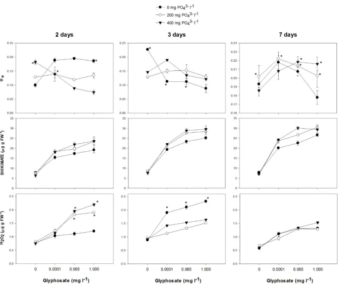 Fig  4.  PSII  quantum  yield  (Ф’ M ),  shikimate  and  hydrogen  peroxide  (H 2 O 2 )  (µg  g  FW -1 ) 