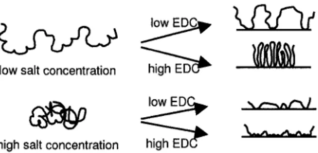 Figure 3.7: Schematic picture (not to scale) of immobilized CMD molecules. Final layer  conformation can be controlled by electrolyte concentration and coupling agent ratio  (EDC+NHS/COOH) during immobilization