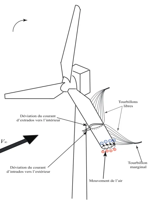 Figure 2.1 – Écoulement sur une pale d’éolienne à faible incidence, présence d’un tourbillon libre dû à la longueur finie de la pale