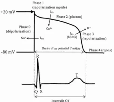 Figure  1.2  Potentiel  d'action  cardiaque (haut)  et  tracé d'une unité  de  répétition d ' un 