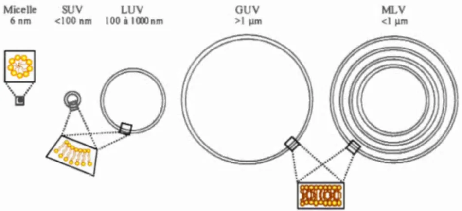 Figure 1.11  Schéma  de  divers  modèles membranaires utilisés  en  RMN, telle  que  les 