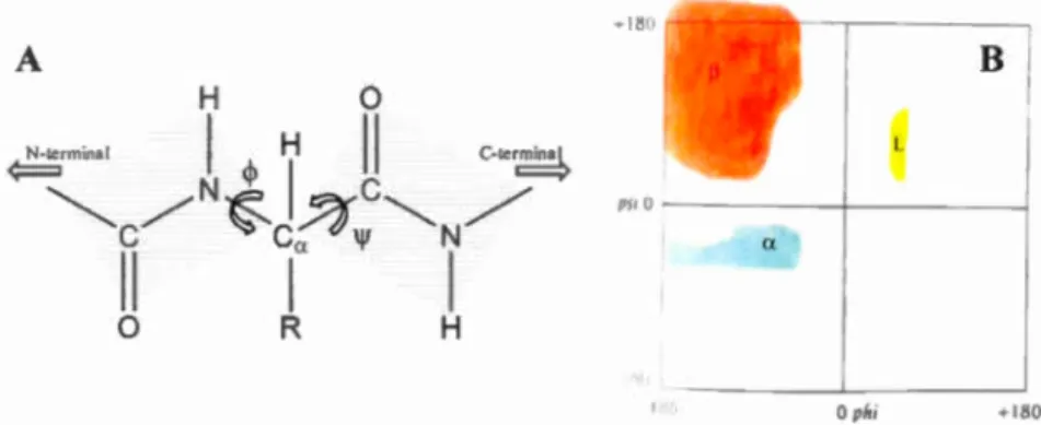 Figure  2.5  Structure  secondaire  d es  peptides  et  protéines .  A)  Les  ang le s  de  torsion 