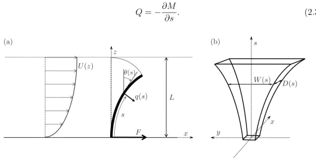 Figure 2.1: Description of the system. (a) Side view of the beam bending in the flow. (b) Front view of the unbent structure.
