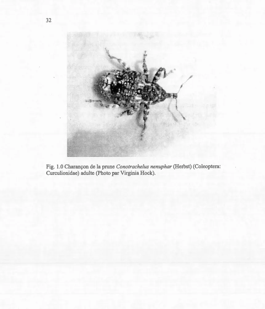 Fig.  1.0 Charançon de  la prune  Conotrachelus nenuphar (Herbst) (Coleoptera: 