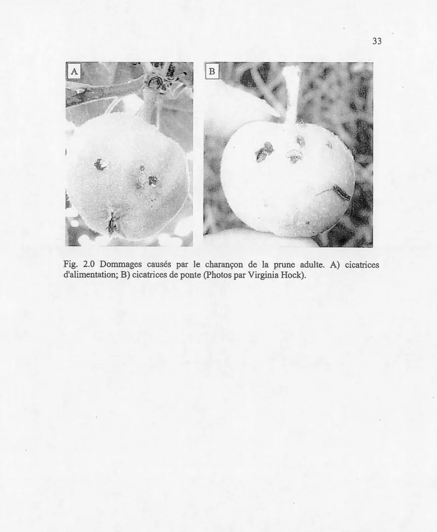 Fig.  2 . 0  Dommages  causés  par  le  charançon  de  la  prune  adulte.  A)  cicatrices  d'alimentation; B) cicatrices de ponte (Photos par Virginia Hock)