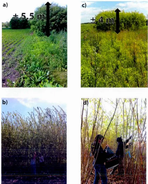 Figure  2 :  Apparence  des  bandes  riveraines  herbacées  (avant-plan)  et  plantées  en  saules  (arrière-plan)  en  bordure des  champs  à Boisbriand  (a , b)  et  Saint-Roch-de-l'Achigan  (c ,  d) 