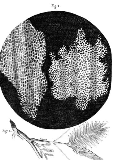 FIGURE  I.1:  Micrograph  of  cells  in  a  cork,  drawn  by  Robert  Hooke  in 