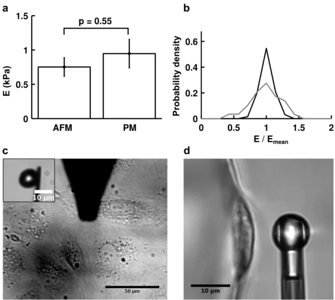 FIGURE  1.3:  Comparison  of  apparent  stiffness  obtained  by  AFM  and  profile 