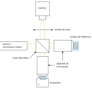 Figure 2.6 – Schéma d’un montage de FF-OCM utilisant un interféromètre de Linnik et des objectifs de microscope à immersion.