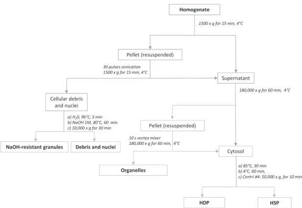 Fig. 5. Flowchart of the most promising subcellular fractionation protocol (# V) for white sucker livers