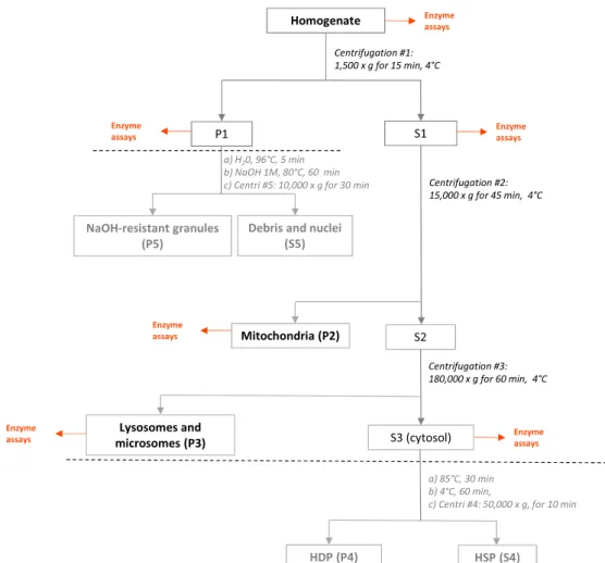 Fig. 1. Flowchart of the generic subcellular fractionation protocol for metal distribution studies