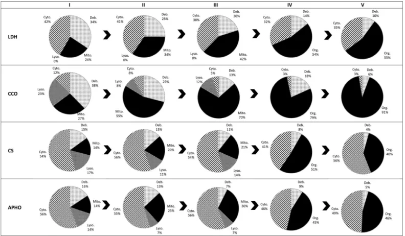 Fig. 4 and Table S1). A reasonable proportion of CCO activity was present in the lysosome and cytosol fractions
