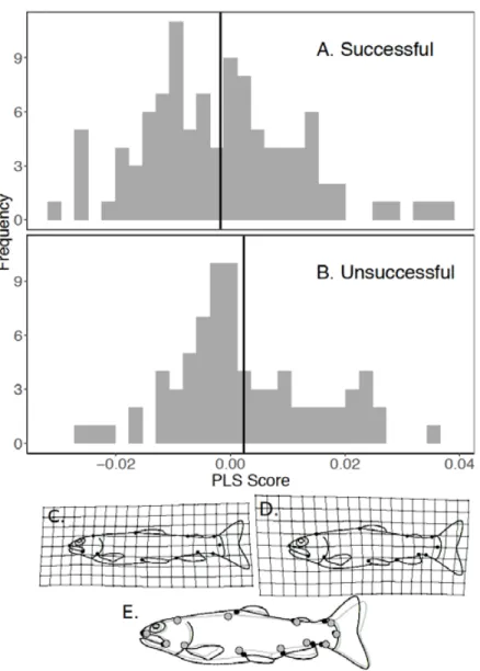 Figure 3. Histograms of PLS scores associated with success, vertical black bars represent the group  means