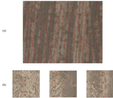 Figure 11. (a) Detected plants in the second image: (b) Instances of the extracted image patches