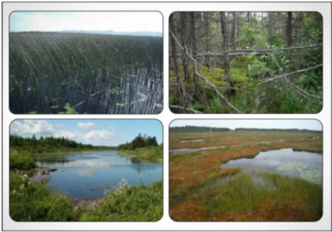 Figure 2. Various wetlands in Newfoundland and Labrador, Canada. From top left to bottom right: 