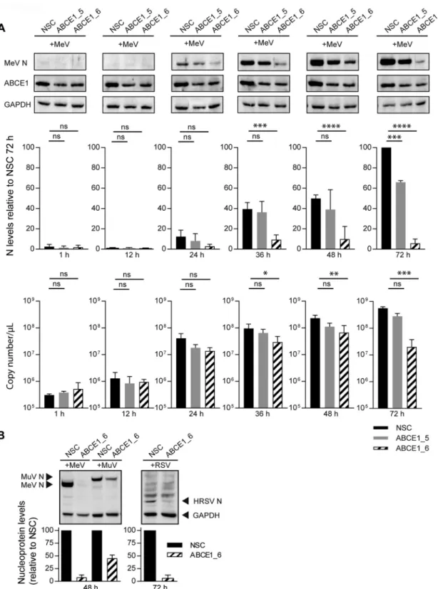FIG 5 Assessment of ABCE1 knockdown on viral protein and mRNA levels. (A) Kinetics of N protein (top and middle panels) and mRNA