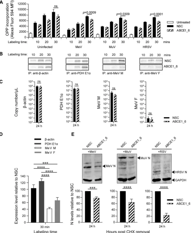 FIG 7 ABCE1 effect on de novo viral protein translation. (A) Quantiﬁcation of total cellular protein synthesis by incorporation of