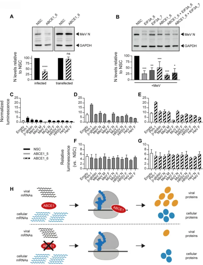 FIG 8 Dependence of ABCE1 proviral effect on viral gene expression during infection. (A) Plasmid-expressed MeV N is not sensitive to