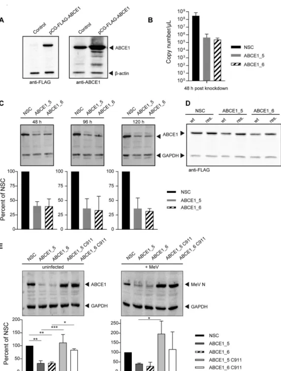 FIG 3 ABCE1 protein expression levels and knockdown efﬁciency. (A) Conﬁrmation of rabbit anti-ABCE1 peptide antiserum