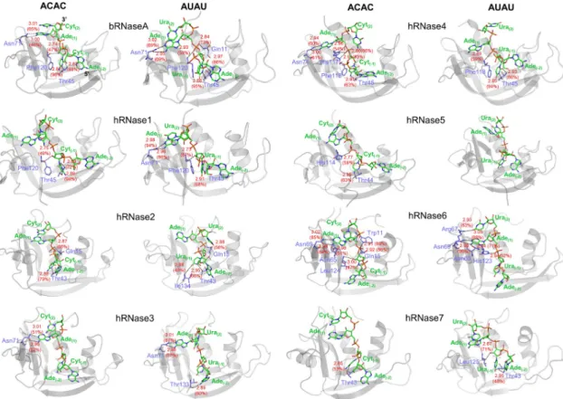 Fig 4. Hydrogen-bonding interactions between RNases and model substrates ACAC and AUAU at 300 K