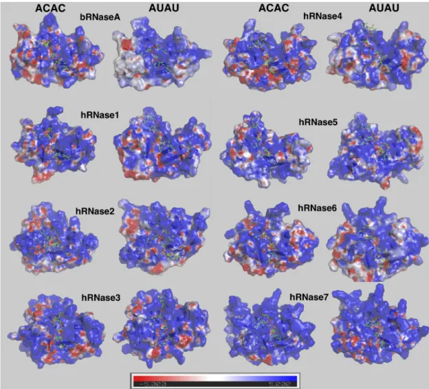 Fig 5. Electrostatic surface of RNases with the two model substrates at 300 K. Enzyme conformation from the MD ensemble