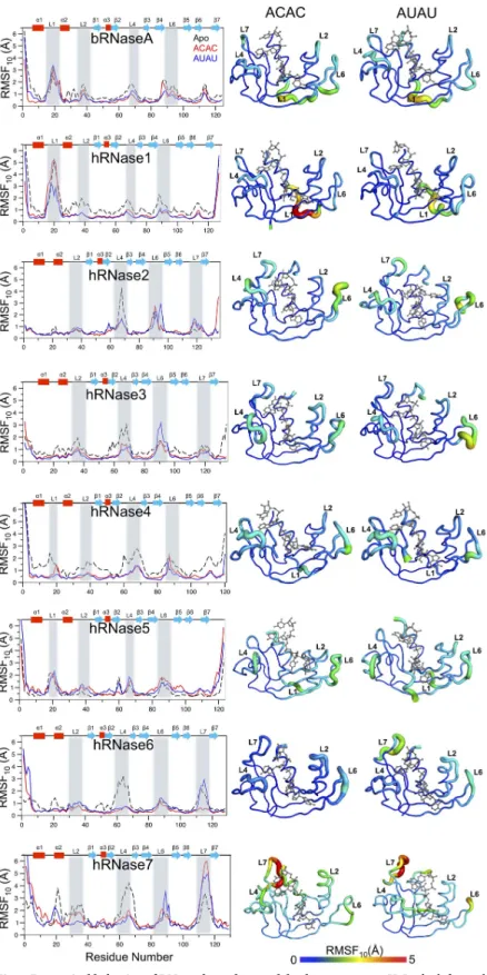 Fig 7. Dynamical behavior of RNases bound to model substrates at 300 K. In the left panel, for each enzyme-