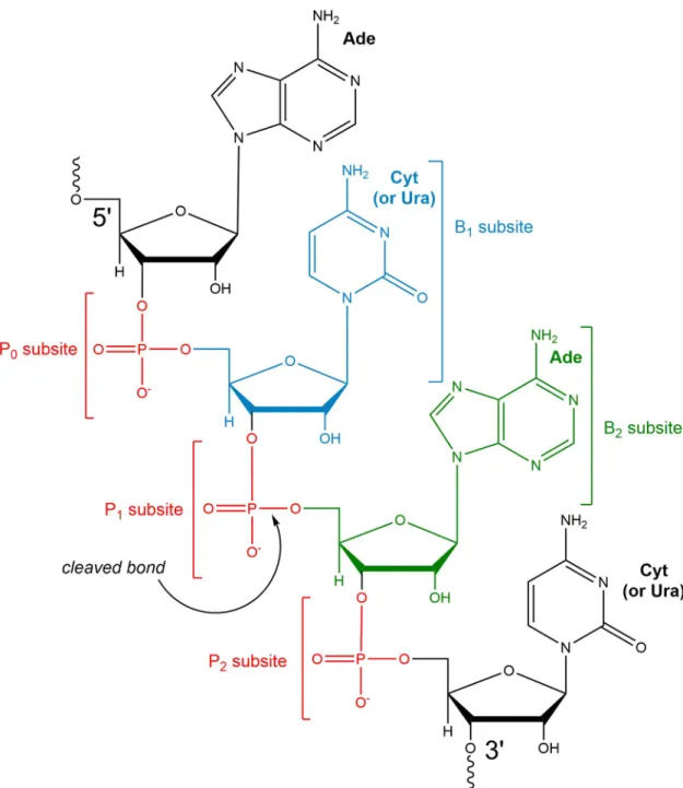 Fig 1. RNase-substrate binding sub-sites. Schematic representation based on the bRNaseA active-site