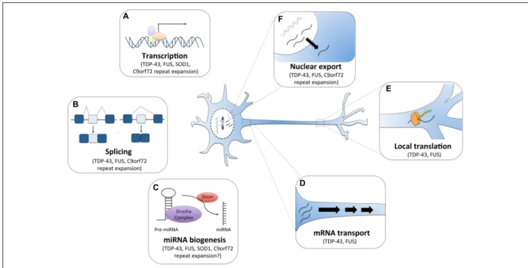 FIGURE 1 | RNA dysfunction in amyotrophic lateral sclerosis (ALS). Major ALS mutations may disrupt RNA processing by several mechanisms