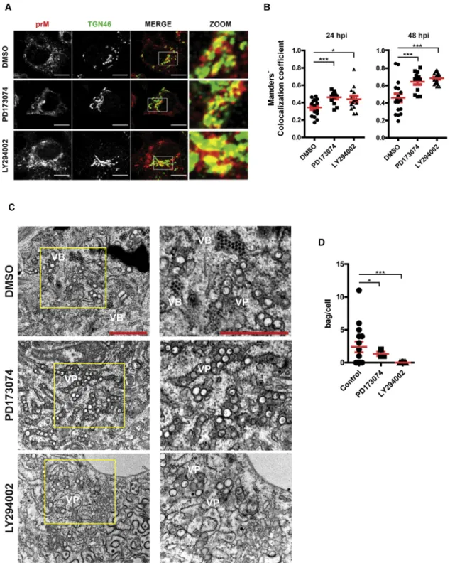 Figure 6. FGFR4 Signaling Inhibition Increases prM Accumulation in the Golgi and Reduces Accumulation of Virions in an ER-Proximal Compartment