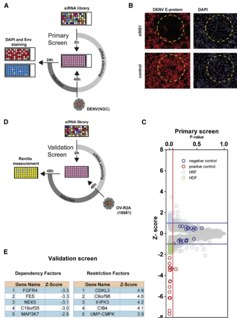 Figure 1. RNAi-Based Screening for Human Kinases Involved in the DENV Life Cycle