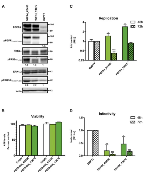 Figure 4. Enhanced FGFR4 Signaling by Overexpression of Constitutively Active  Mu-tants Reduces the Production of Infectious DENV Particles