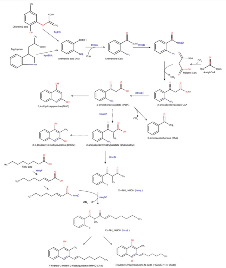 FIGURE 2 | An updated version of the Hmq biosynthesis pathway based on Vial et al. (2008) 
