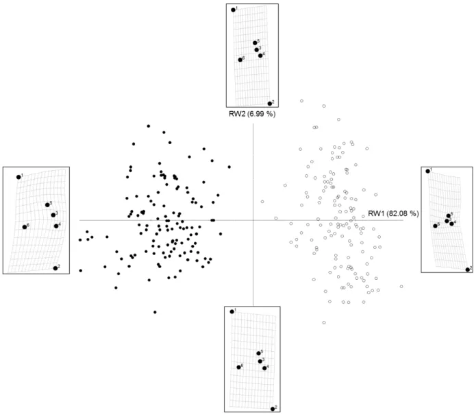Figure 3. Ordination plot of the first (RW1) vs. second (RW2) relative warps representing shape  differences between GGRA (full symbols) and GGRT (open symbols)
