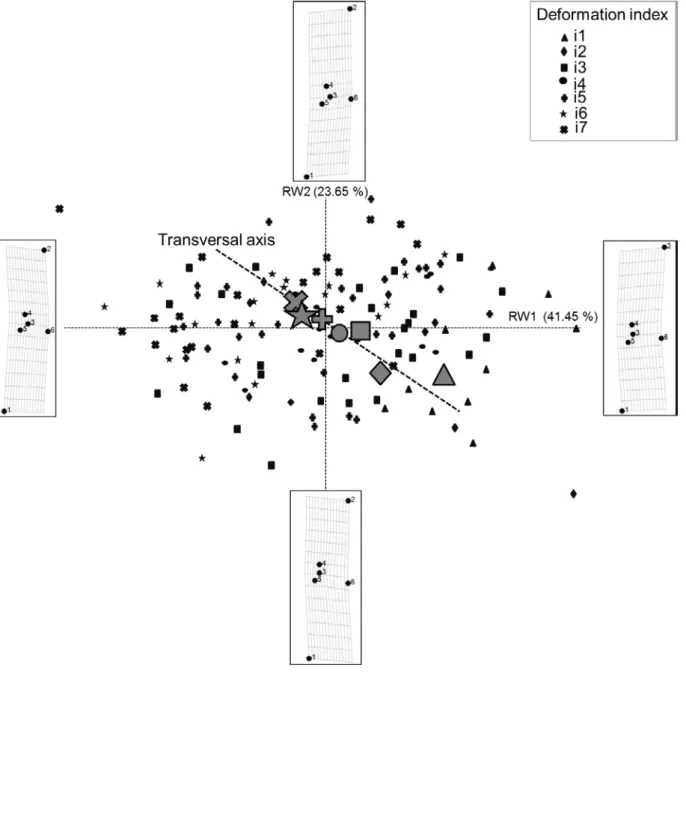 Figure 4. Ordination plot of the first (RW1) vs. second (RW2) relative warps representing shape  variations in GGRT