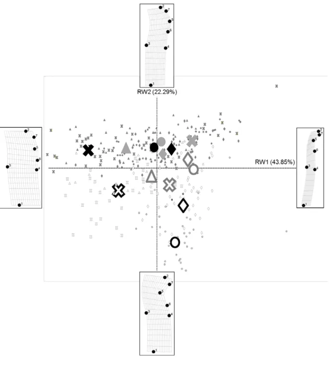 Figure 7. Ordination plot of the first (RW1) vs. second (RW2) relative warps in Achnanthidium  minutissimum representing the shape differences between ADMI (full symbols) and ADMT (open  symbols)