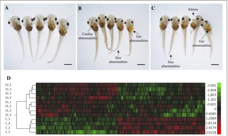 Figure S1 ). These types of teratogenic effects have been described in detail previously in S