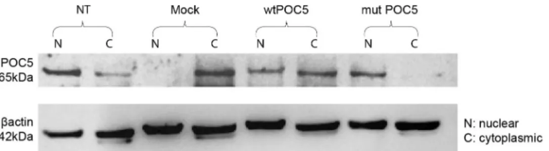Fig 6. Differential subcellular localization of wtPOC5 and POC5 A429V . Nuclear and cytoplasmic cell extracts were