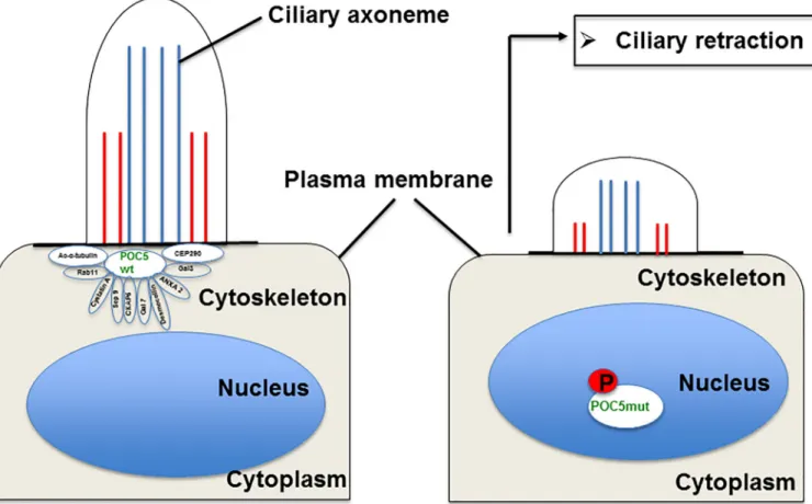 Fig 7. Proposed model for the mechanisms of ciliary retraction in POC5 A429V expressing cells