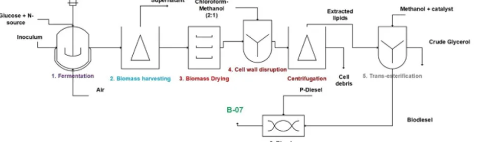 Fig.	1	Blended	biodiesel	production	(B-7)	using	microbial	oil	with	pure	substrate	(glucose)	followed	by	conventional	downstream	process.