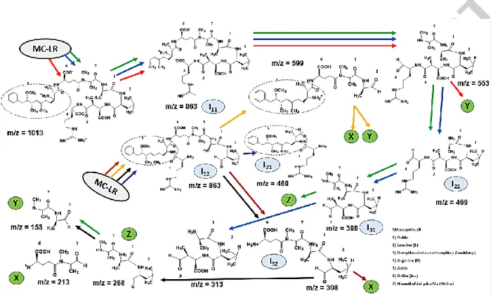 Figure 6: Possible MC-LR degradation mechanism pathway for RA, RB and RC (common by-