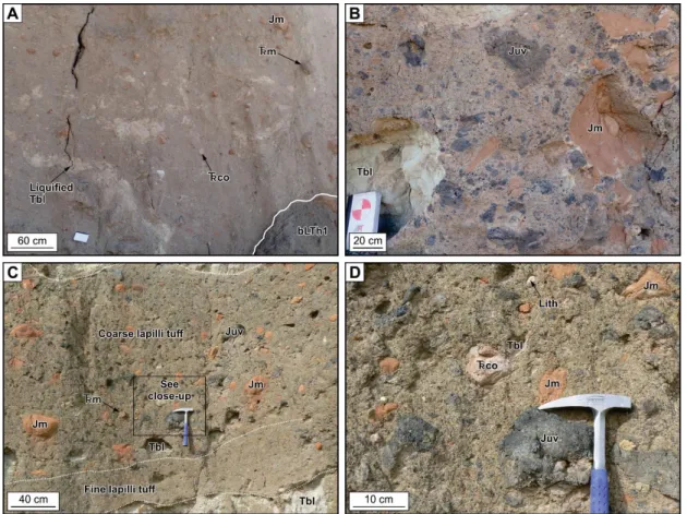 Fig. 9 Photo plate of the principal facies of the disturbed bedded pyroclastic rocks. A) Structureless thick  bed (~10 m thick) of the bLTb facies, displaying various lithic clasts including liquefied Bidahochi clasts,  and a recycled tuff fragment
