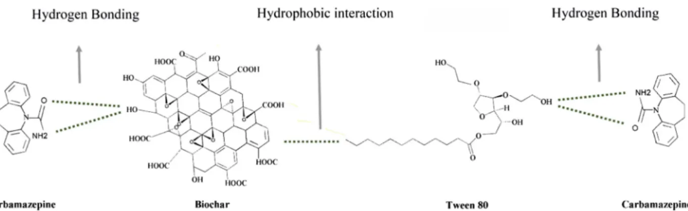 Figure 9 Illustration of possible interaction between Tween 80, nanobiochar and carbamazepine.