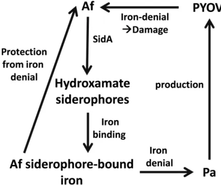 Fig 7. Summary. In need for iron P. aeruginosa (Pa) produces its siderophore pyoverdine (PYOV)
