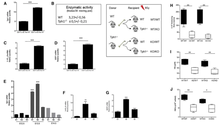 Figure 3. Cell-Autonomous Action of Serotonin Contributes In Vivo to Normal Erythropoiesis (A–D) Tph1 mRNA expression (A), Tph1 enzymatic activity (B), 5-HT 2A R (C), and SERT mRNA expression (D) in c-Kit