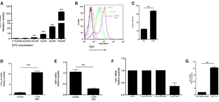 Figure 4. TPH1 Is an Erythroid-Specific Gene under the Control of Erythropoietin