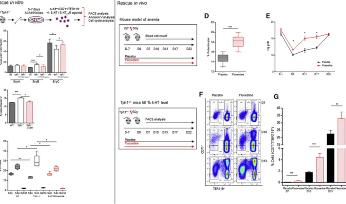 Figure 6. Pharmacologic Restoration of 5-HT Is Efficient to Rescue the Anemic Phenotype (A–C) In vitro rescue experiment.