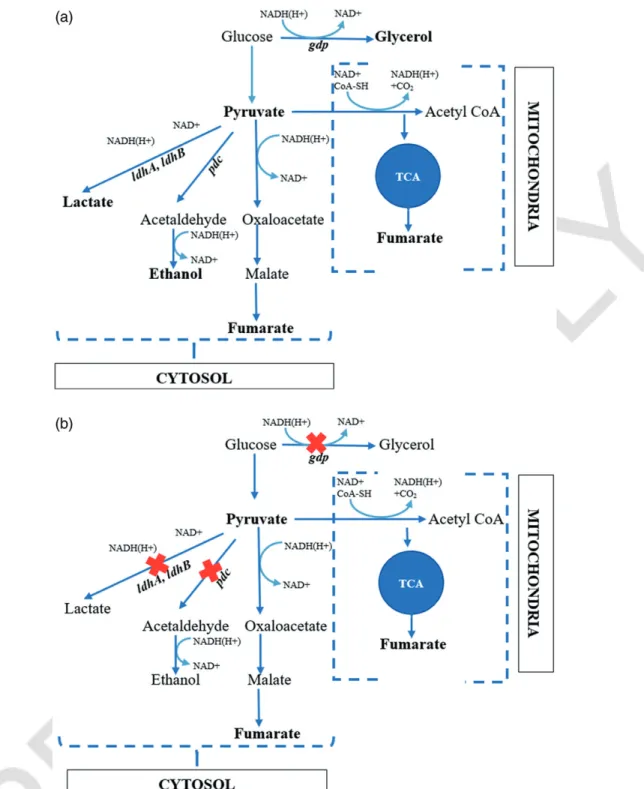 Figure 3. (a) Metabolic pathways involved in the production of fumaric acid and byproducts and (b) reduction of byproduct for- for-mation by gene inactivation (represented in red) to obtain a high fumaric acid titer