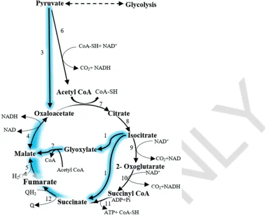 Figure 4. Possible fumaric acid production via the introduction of the glyoxylate pathway (highlighted in blue) in conjunction with reductive TCA pathway (highlighted in blue) in R