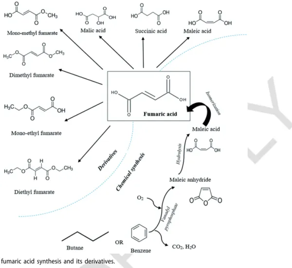 Figure 1. Chemical fumaric acid synthesis and its derivatives.